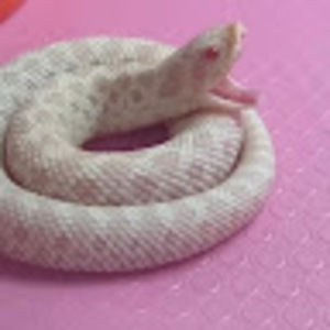 Meet your Posher, Alysaur